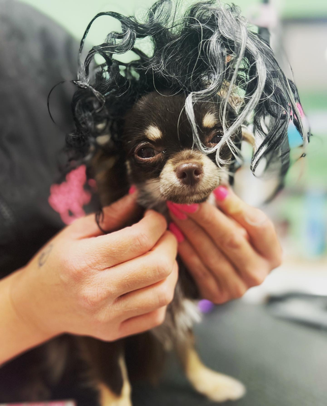 Fluffy dog with a teddy bear haircut