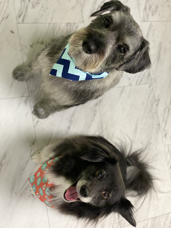 Freshly groomed dog at Marvellous Muttz #53