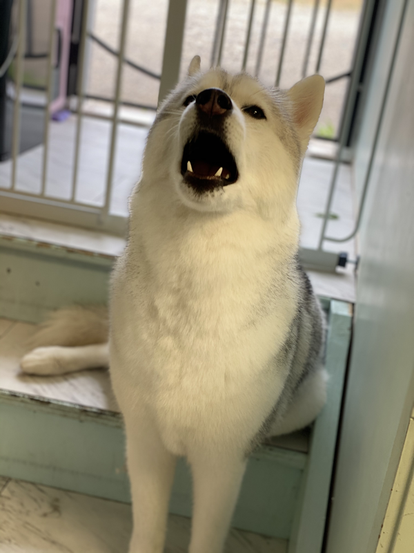 Freshly groomed dog at Marvellous Muttz #40