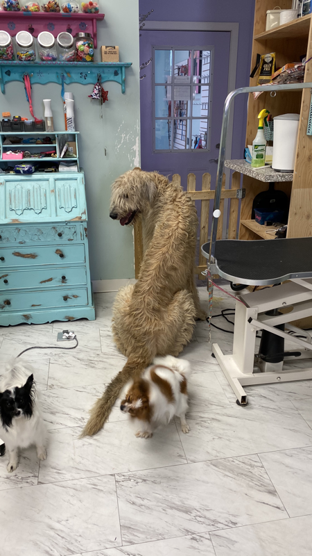 Freshly groomed dog at Marvellous Muttz #39