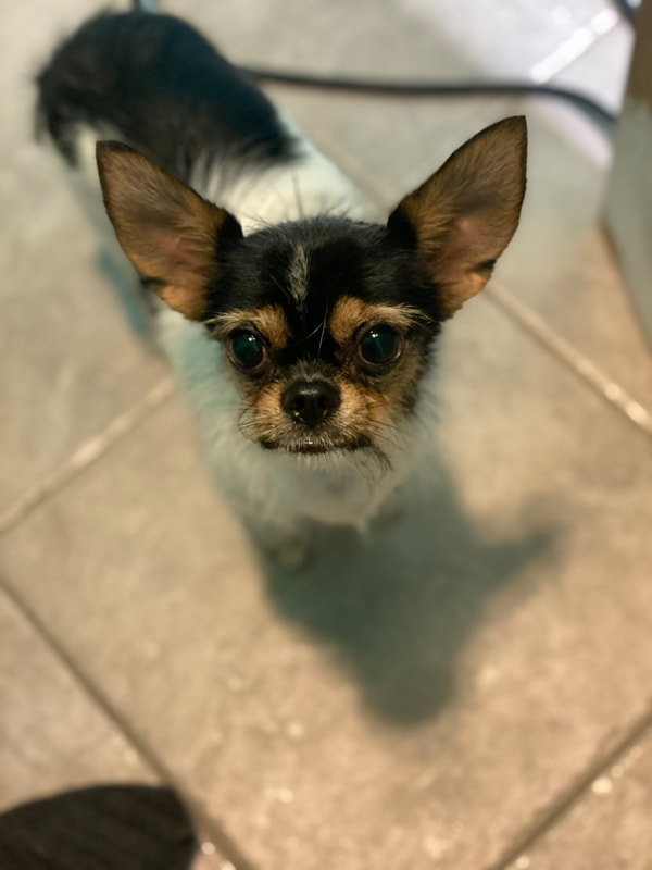 Freshly groomed dog at Marvellous Muttz #24