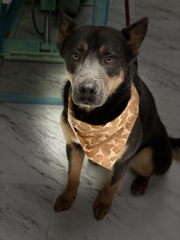 Freshly groomed dog at Marvellous Muttz #67