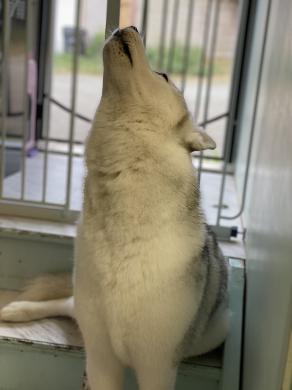 Freshly groomed dog at Marvellous Muttz #51