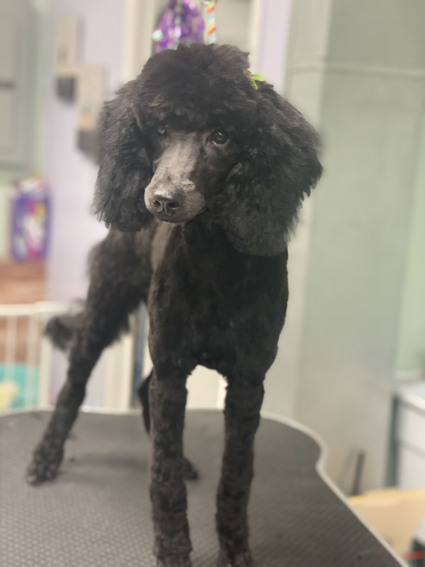 Freshly groomed dog at Marvellous Muttz #44