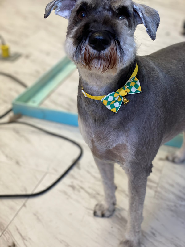 Freshly groomed dog at Marvellous Muttz #13