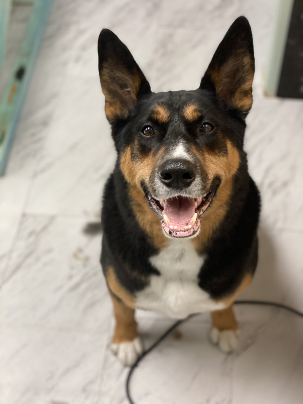 Freshly groomed dog at Marvellous Muttz #58