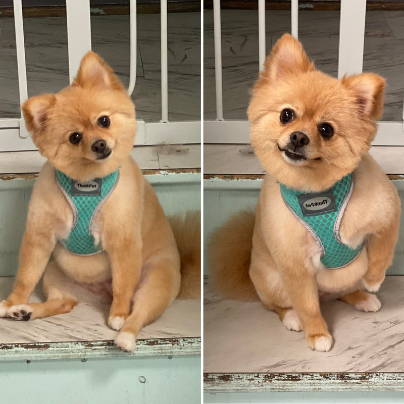 Freshly groomed dog at Marvellous Muttz #26