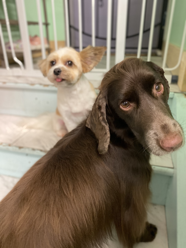 Freshly groomed dog at Marvellous Muttz #80