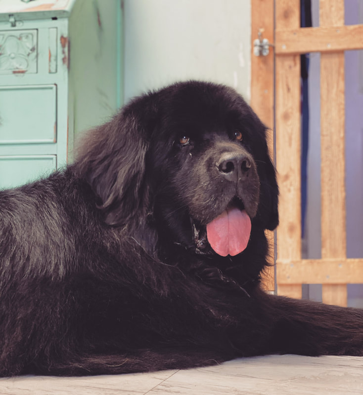 Freshly groomed dog at Marvellous Muttz #2