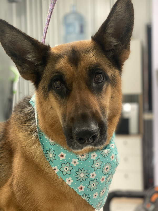 Freshly groomed dog at Marvellous Muttz #50