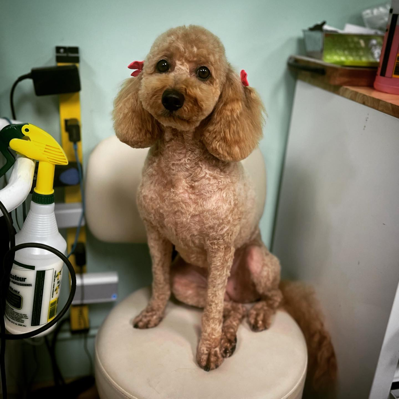 Freshly groomed dog at Marvellous Muttz #52