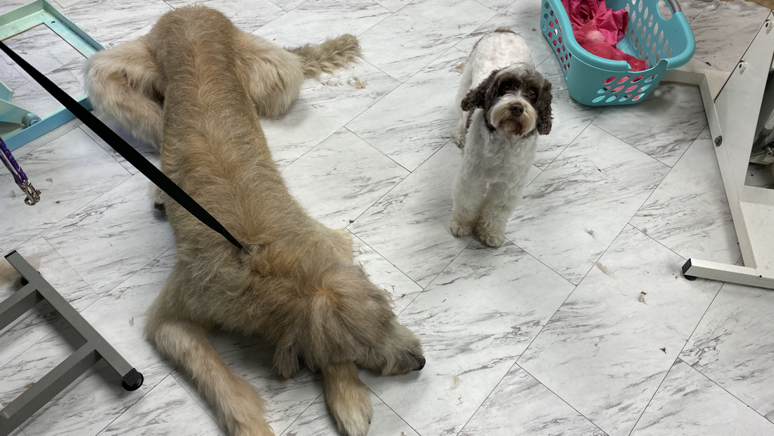 Freshly groomed dog at Marvellous Muttz #76