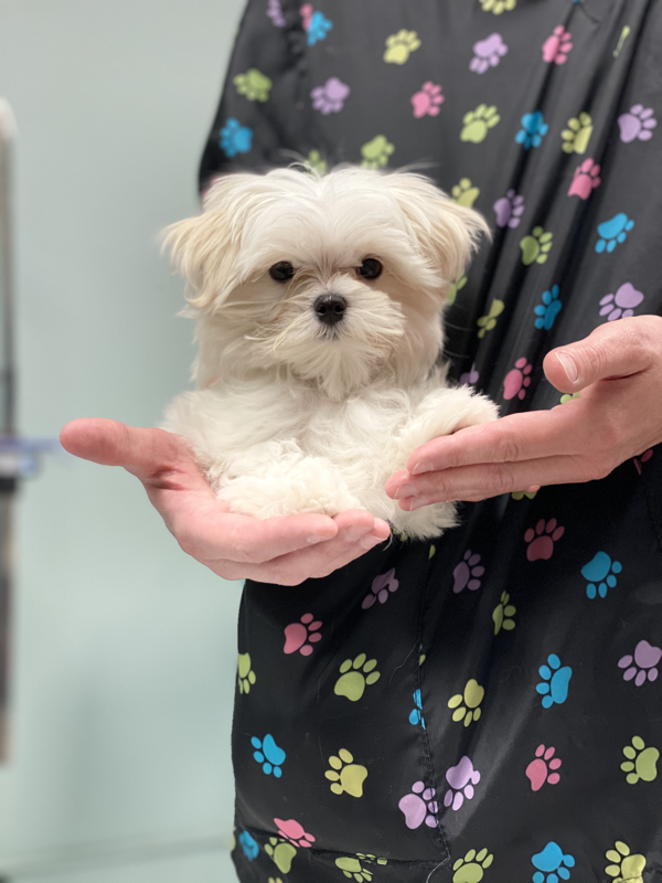 Freshly groomed dog at Marvellous Muttz #46