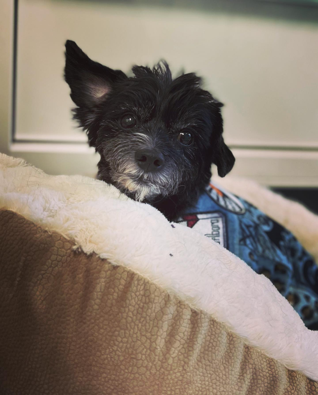 Freshly groomed dog at Marvellous Muttz #74