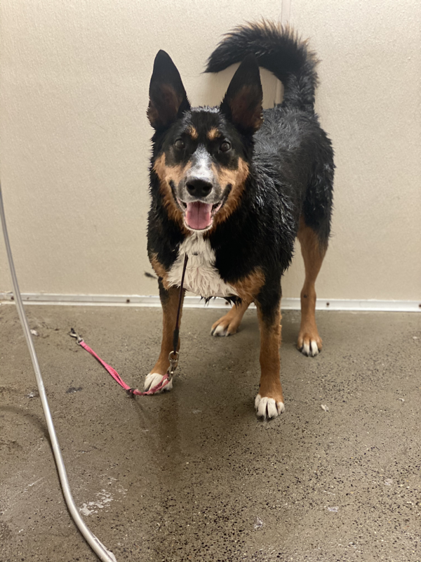 Freshly groomed dog at Marvellous Muttz #32