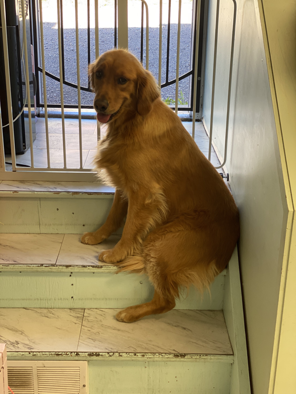 Freshly groomed dog at Marvellous Muttz #41