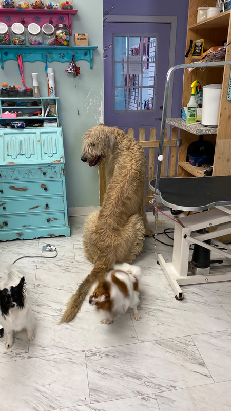 Freshly groomed dog at Marvellous Muttz #6