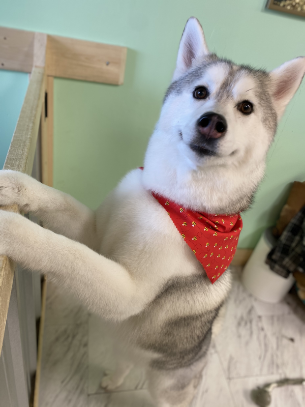 Freshly groomed dog at Marvellous Muttz #61
