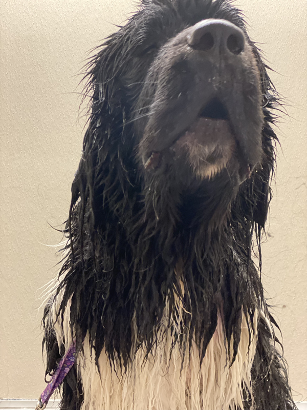 Freshly groomed dog at Marvellous Muttz #68