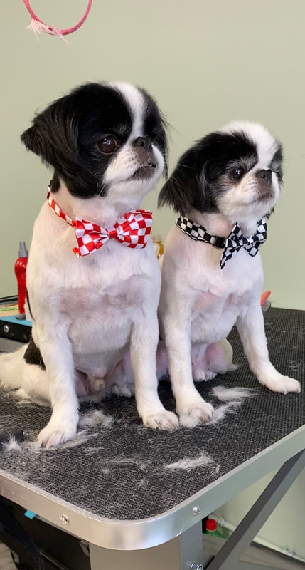 Freshly groomed dog at Marvellous Muttz #5