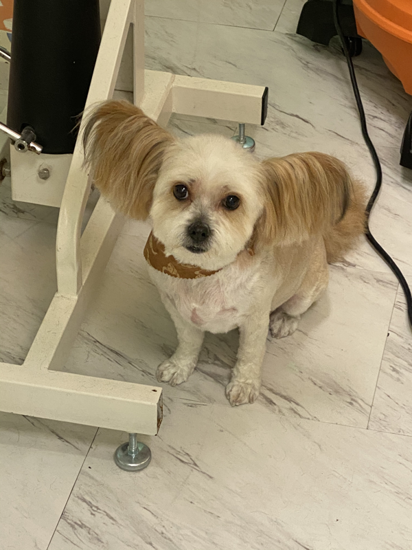 Freshly groomed dog at Marvellous Muttz #47