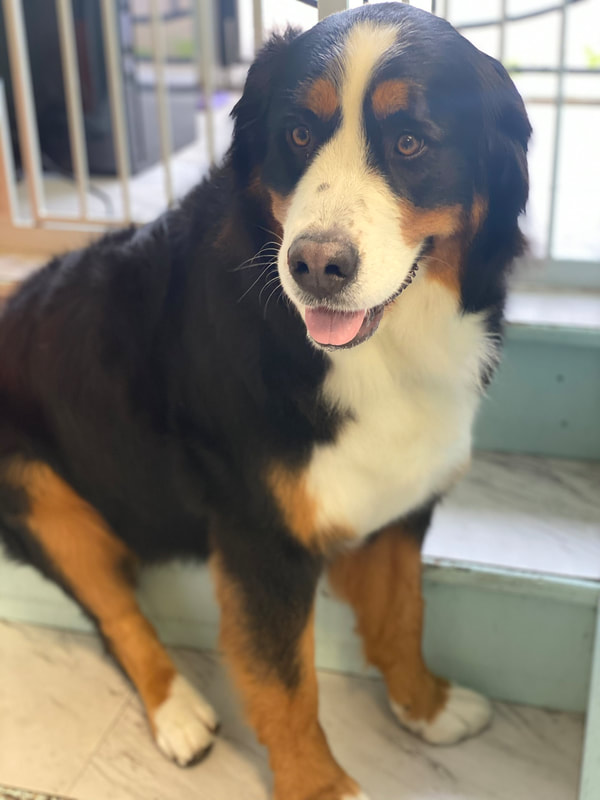 Freshly groomed dog at Marvellous Muttz #19