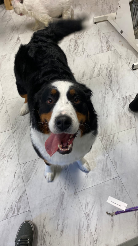 Freshly groomed dog at Marvellous Muttz #9