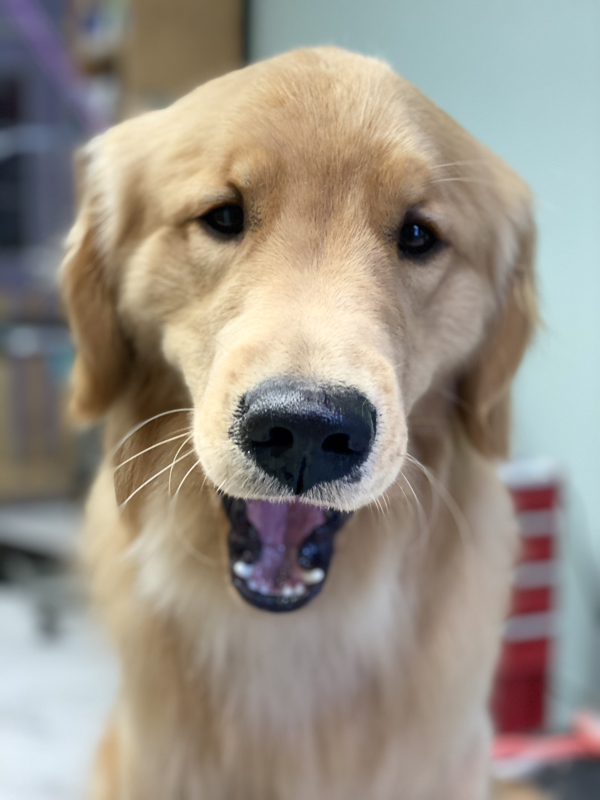 Freshly groomed dog at Marvellous Muttz #42