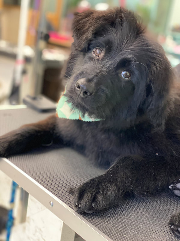 Freshly groomed dog at Marvellous Muttz #12