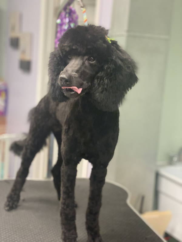 Freshly groomed dog at Marvellous Muttz #31