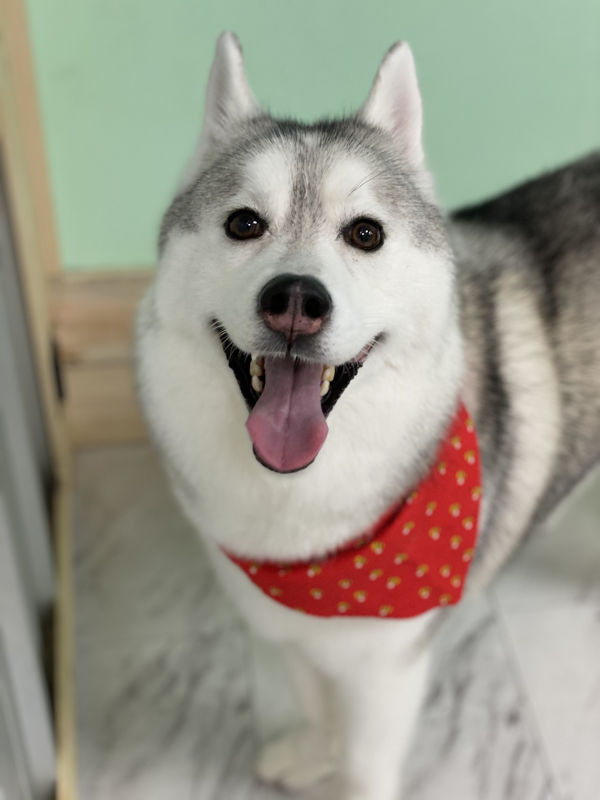 Freshly groomed dog at Marvellous Muttz #72