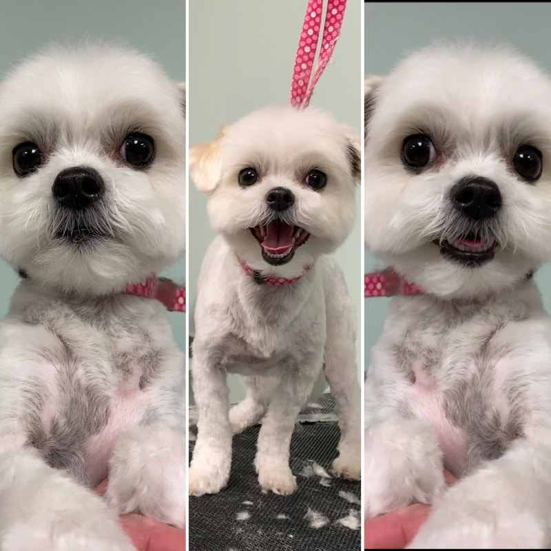 Freshly groomed dog at Marvellous Muttz #1