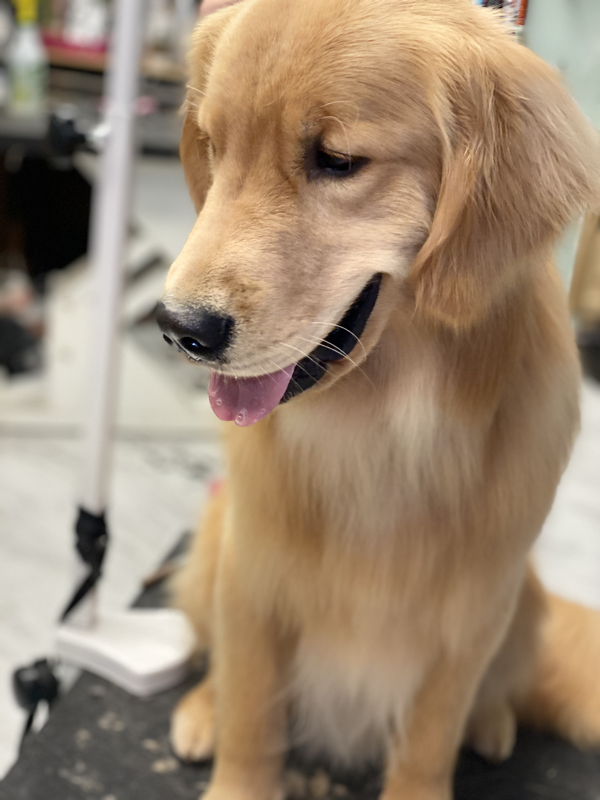 Freshly groomed dog at Marvellous Muttz #43