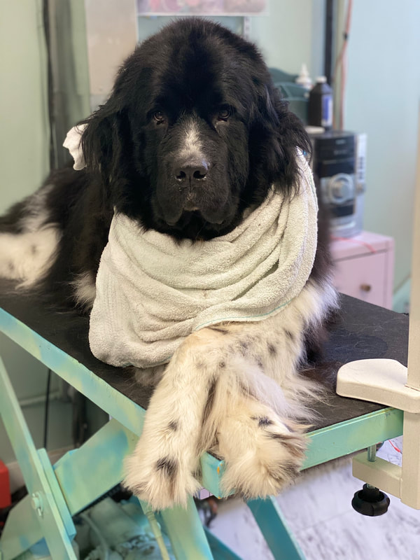 Freshly groomed dog at Marvellous Muttz #8