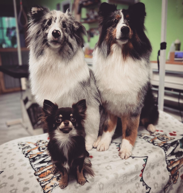 Freshly groomed dog at Marvellous Muttz #64