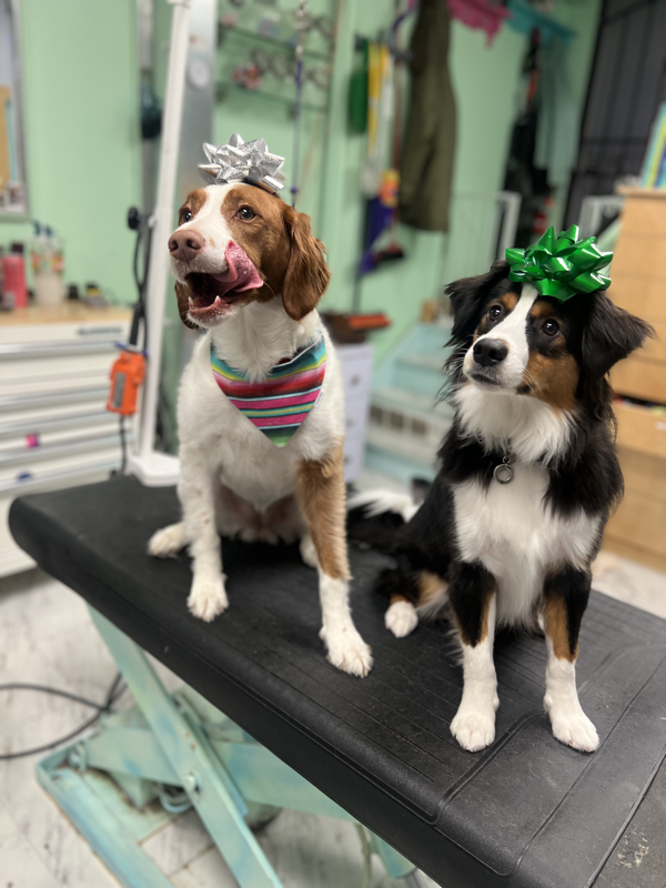 Freshly groomed dog at Marvellous Muttz #69