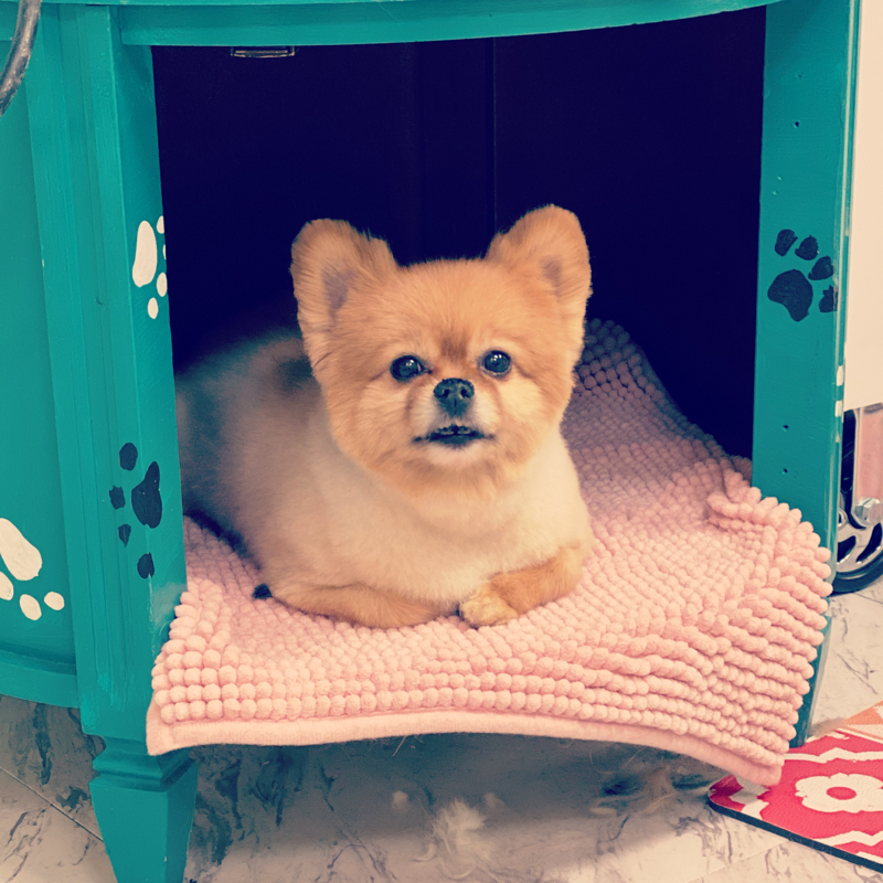 Freshly groomed dog at Marvellous Muttz #59