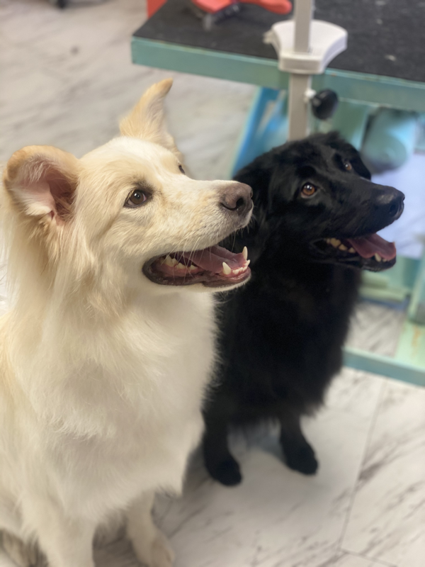 Freshly groomed dog at Marvellous Muttz #36