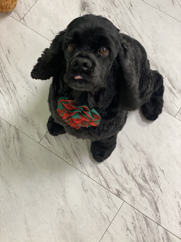Freshly groomed dog at Marvellous Muttz #81
