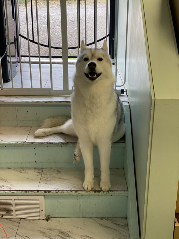 Freshly groomed dog at Marvellous Muttz #38