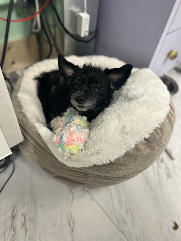 Freshly groomed dog at Marvellous Muttz #79