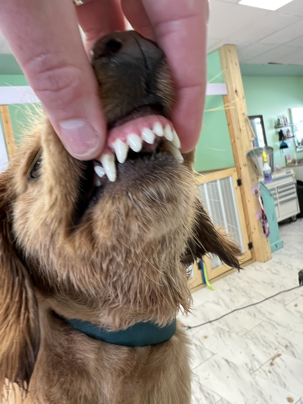 Freshly groomed dog at Marvellous Muttz #57