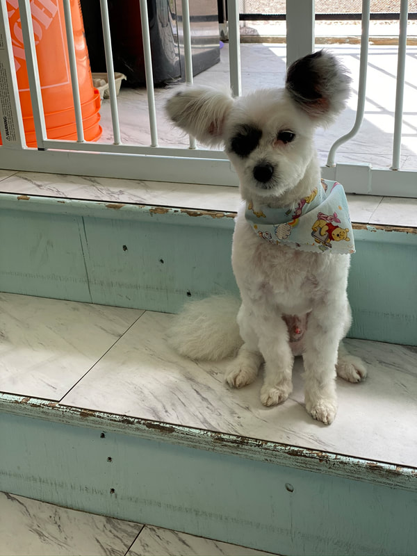 Freshly groomed dog at Marvellous Muttz #15