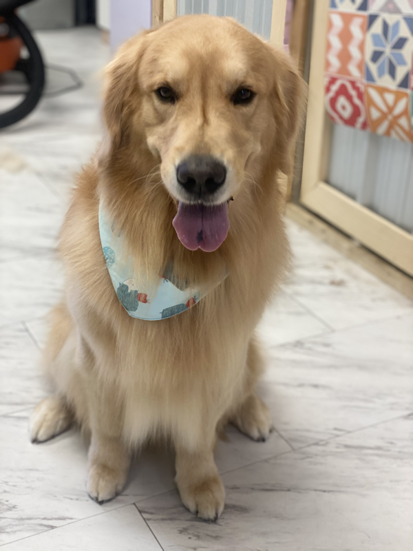 Freshly groomed dog at Marvellous Muttz #65