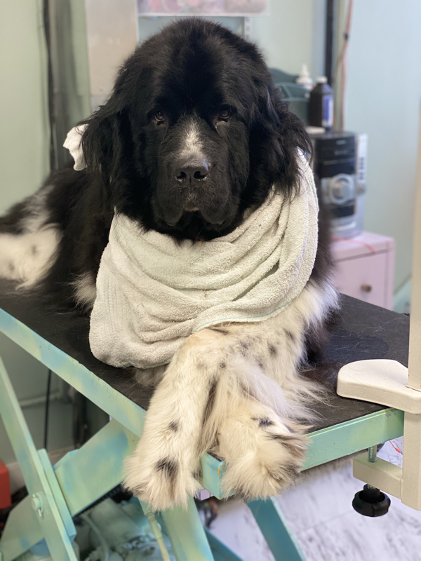 Freshly groomed dog at Marvellous Muttz #66