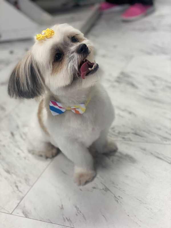 Freshly groomed dog at Marvellous Muttz #29