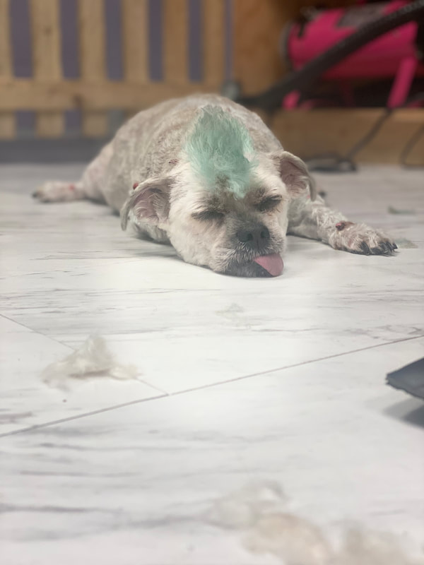 Freshly groomed dog at Marvellous Muttz #27
