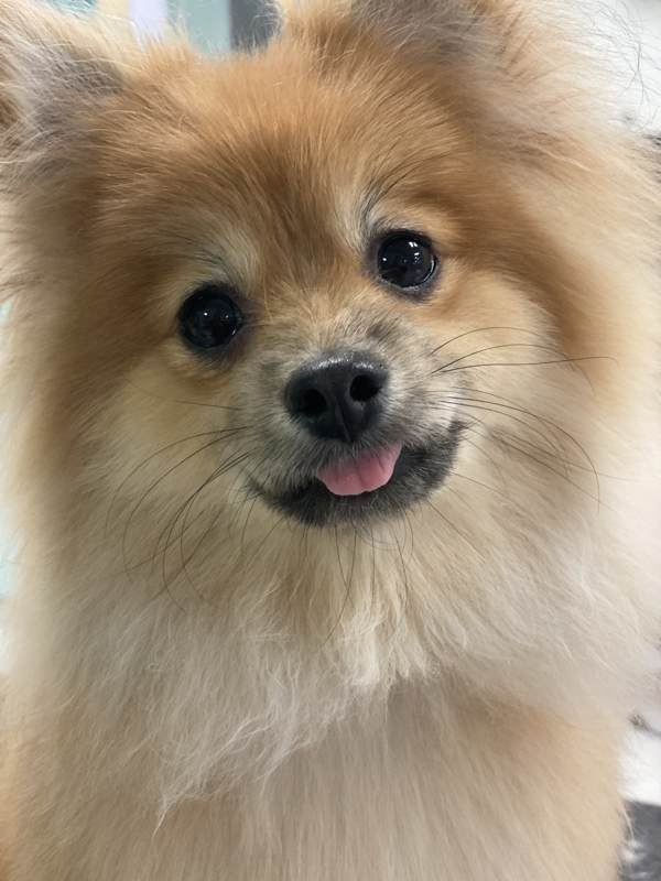 Freshly groomed dog at Marvellous Muttz #82