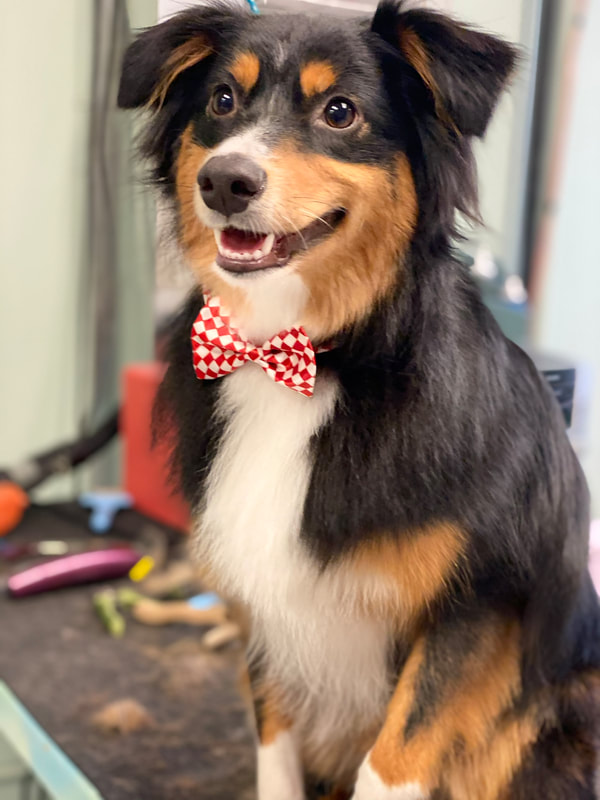 Freshly groomed dog at Marvellous Muttz #18