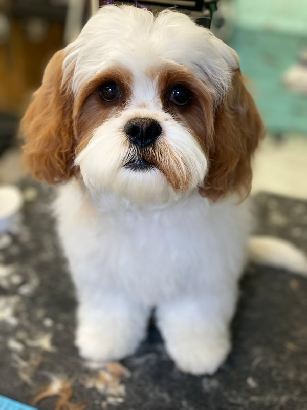 Freshly groomed dog at Marvellous Muttz #16